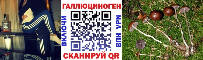 Псилоцибиновые грибы прущие грибы  Коломна 